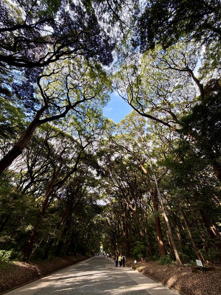 Upward view of interlacing tree canopies forming a circle of blue sky.