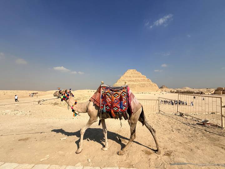 A saddled camel in the desert with the Step Pyramid rising behind under a bright blue sky.
