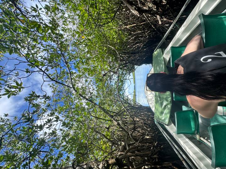 From the back of a small boat, a traveler heads through a tunnel of thick mangrove roots toward open water.