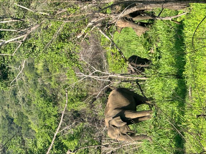 A herd of Asian elephants, including a calf, forages amid dense green foliage at the edge of a jungle.