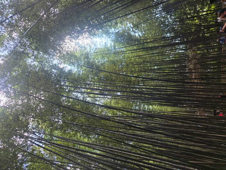 Towering bamboo stalks soar skyward in Kyoto’s famous Arashiyama bamboo grove with dappled sunlight below.