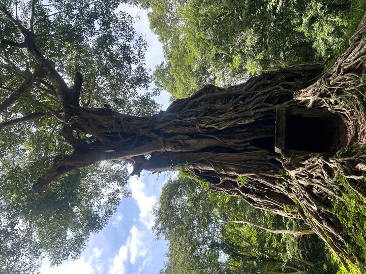 Massive tree roots engulf an ancient temple doorway amid dense jungle at Angkor.