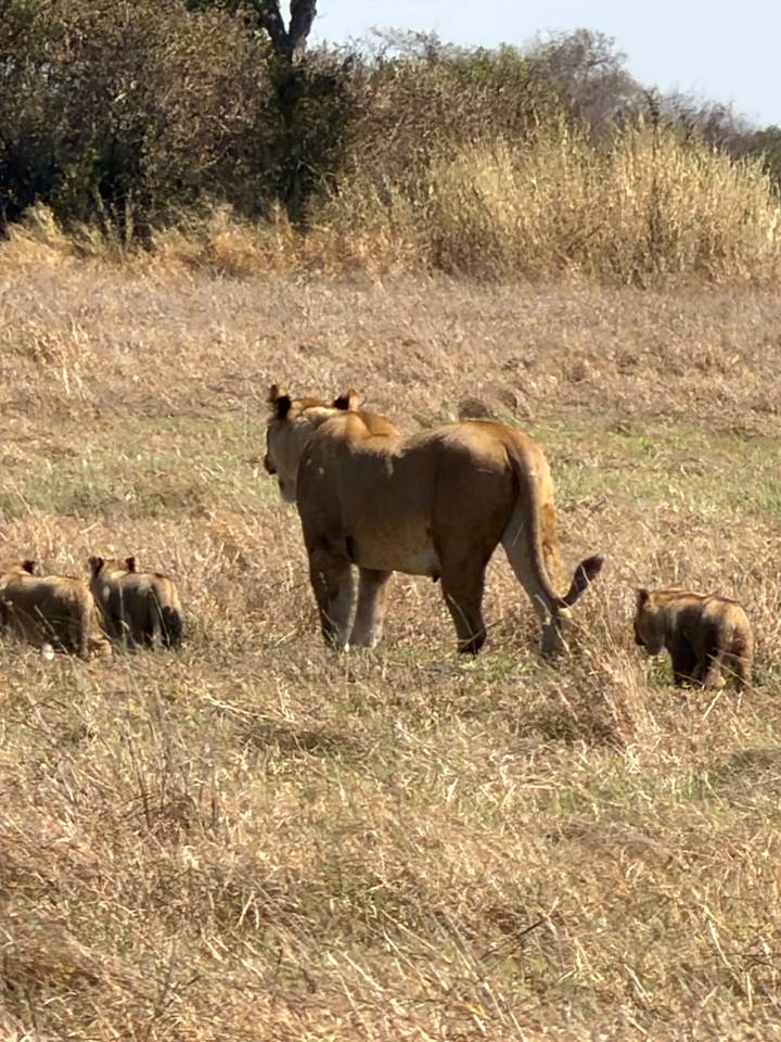 A lioness strides through dry grassland followed closely by her playful cubs in the African savannah.