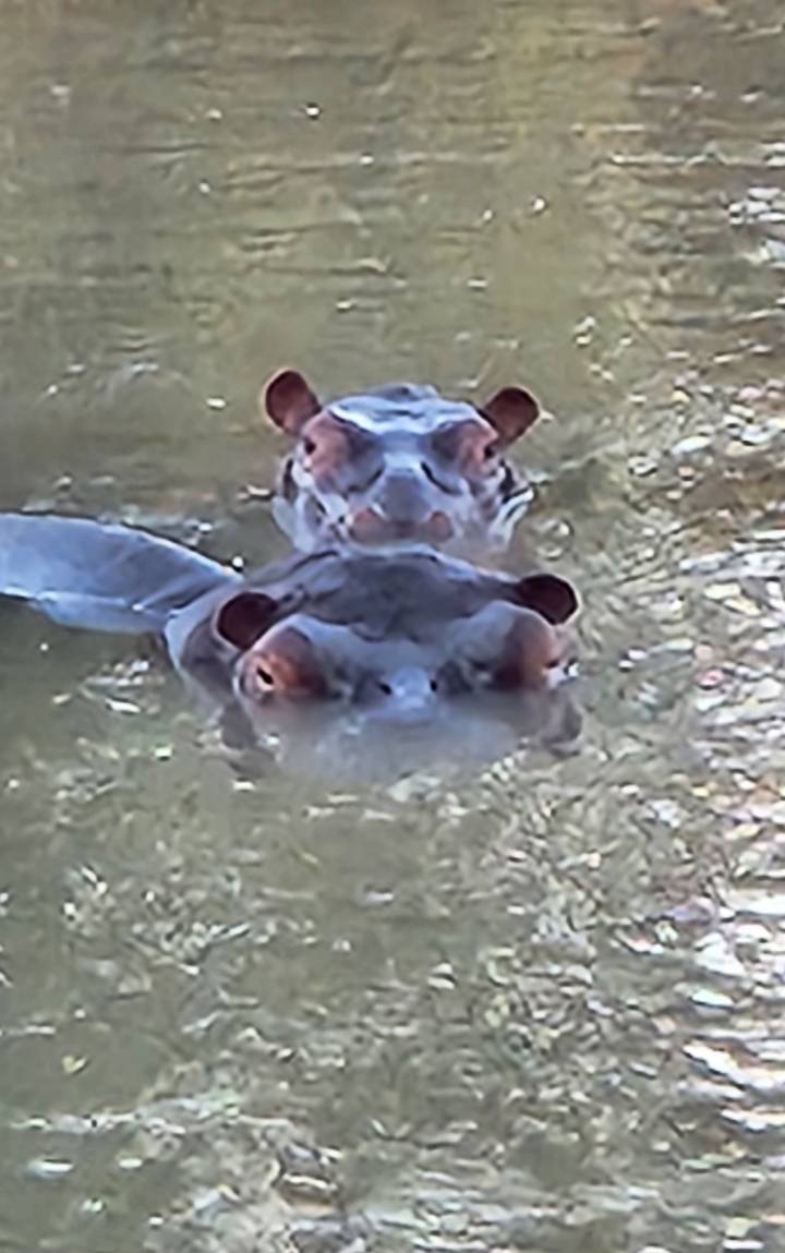 Two hippopotamus heads peering from murky water.