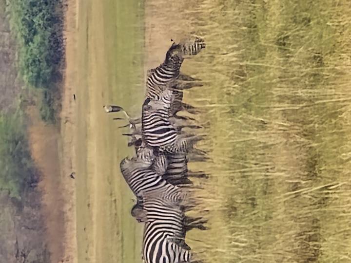 Herd of zebras grazing in an open grassy savanna.