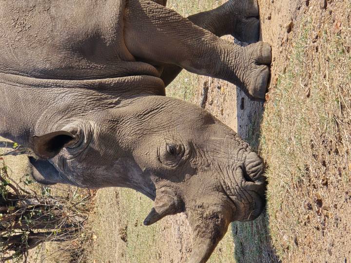 Close view of a grazing rhinoceros with rough skin texture visible.