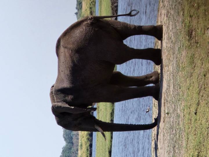 Large elephant standing beside a river with blue water and grasses.