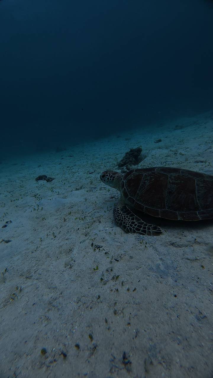 Green sea turtle rests on a sandy seabed surrounded by sparse seagrass in dim underwater light.