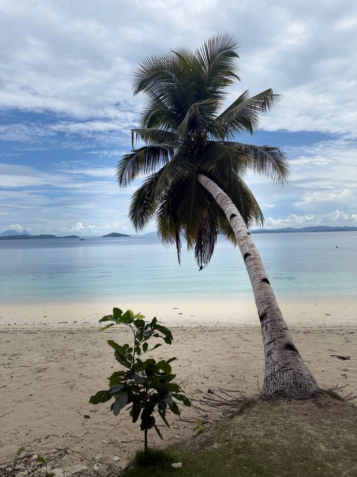 Graceful leaning coconut palm frames a serene empty beach and calm turquoise sea under a partly cloudy sky.