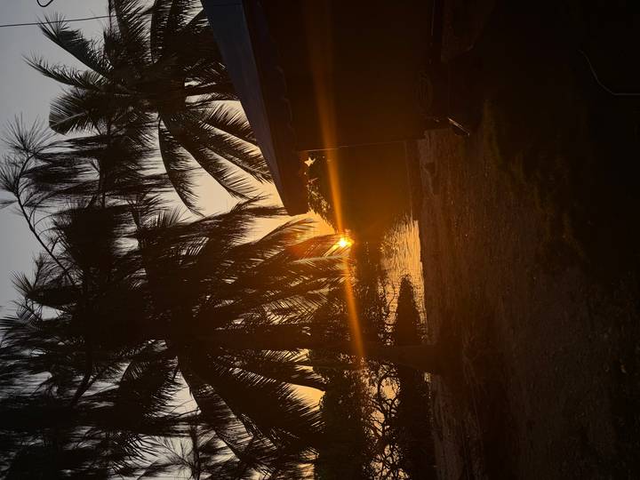 Sunset glow peeks through palm fronds casting warm lens flare over a tropical shoreline.