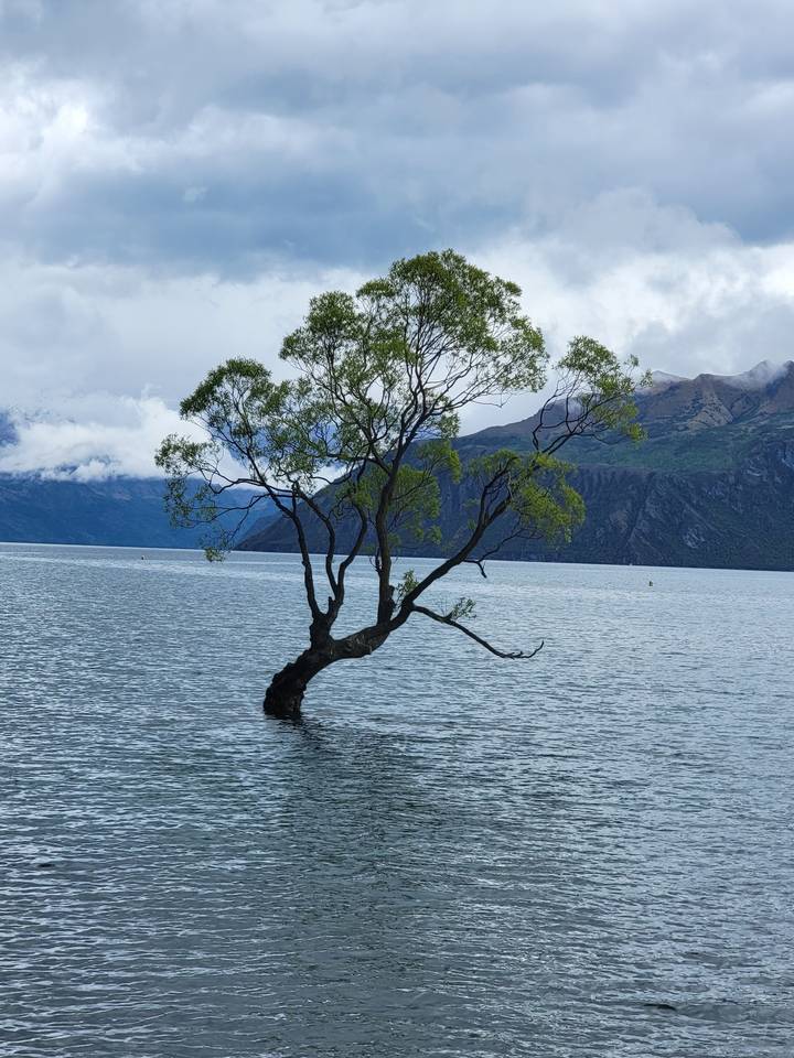 Un arbre debout dans l'eau, tourné sur le côté.