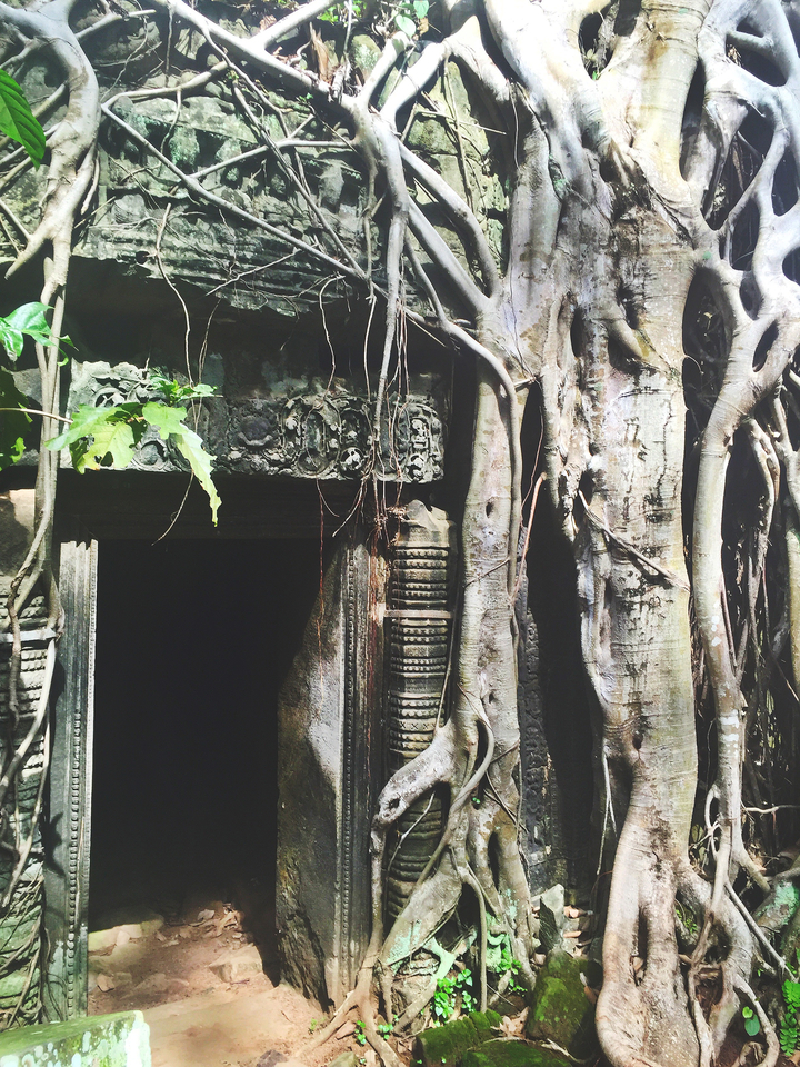 Stone temple entrance intertwined with tree roots.