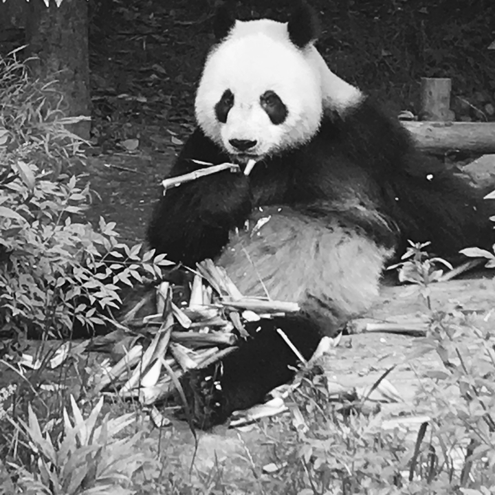 Panda mangeant du bambou.