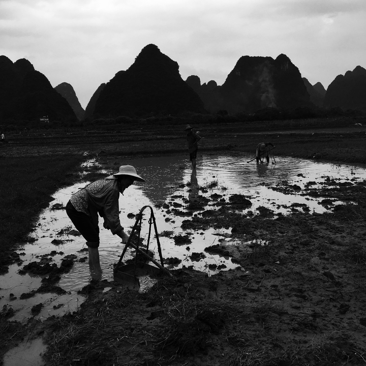 Personnes travaillant dans un champ près de montagnes karstiques.