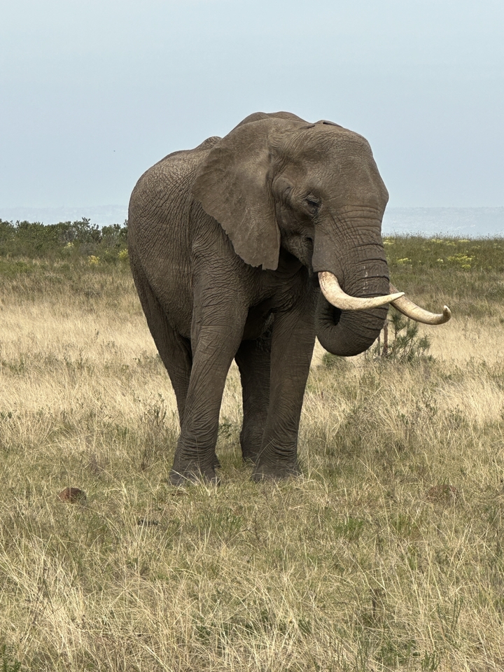 Elephant standing in a grassy field.