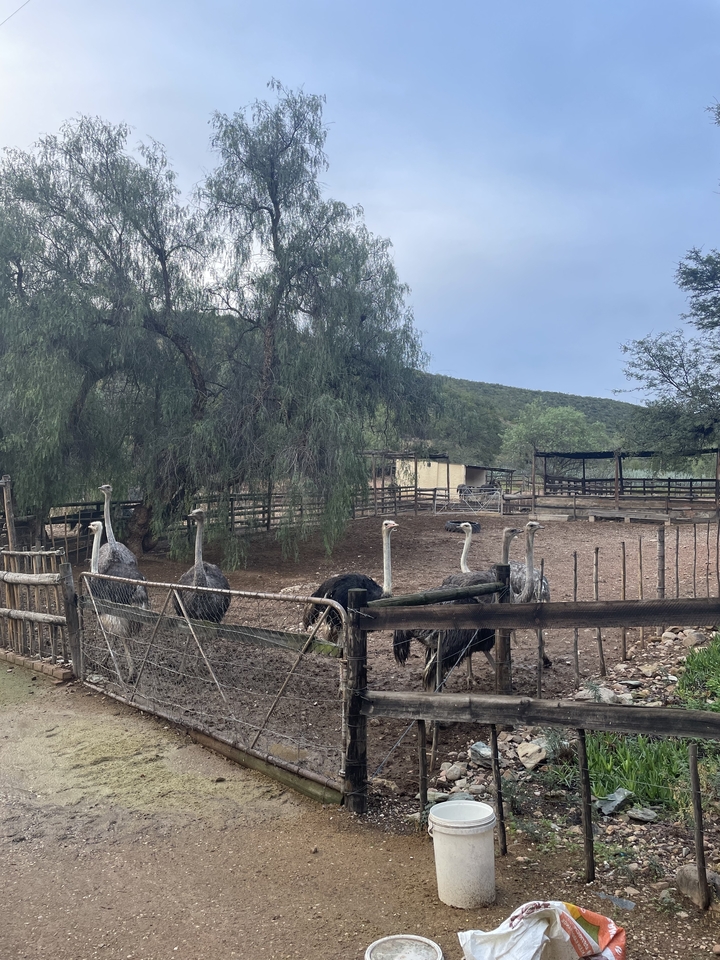 Group of ostriches in an open zoo enclosure.