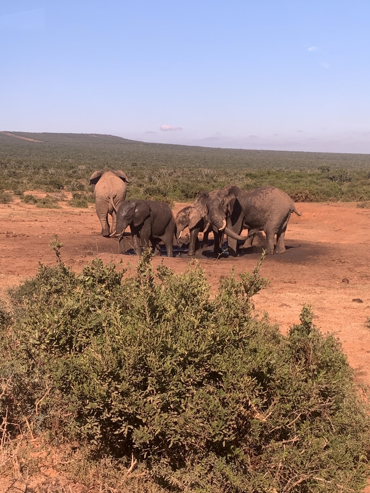 Group of elephants gathered near a waterhole in a savannah.