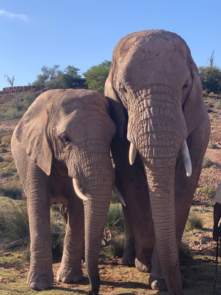 Two elephants standing together.