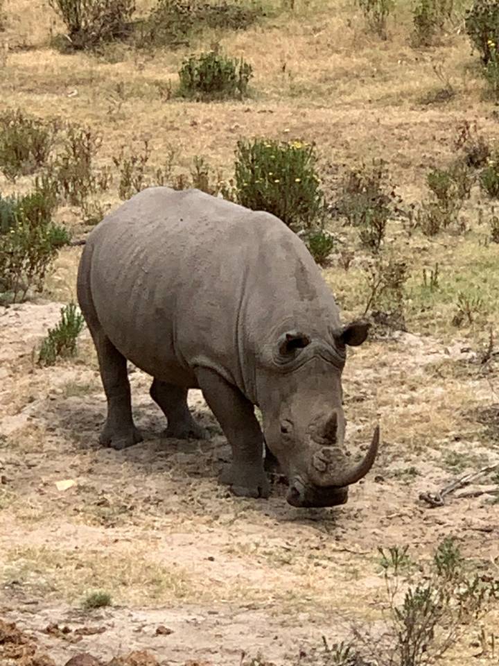 Rhino standing on grassy terrain.