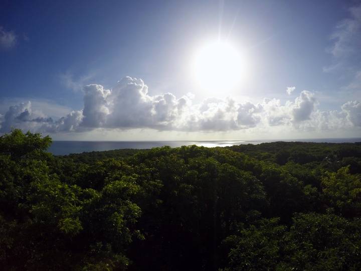 Lush green forest with sunlight breaking through clouds.