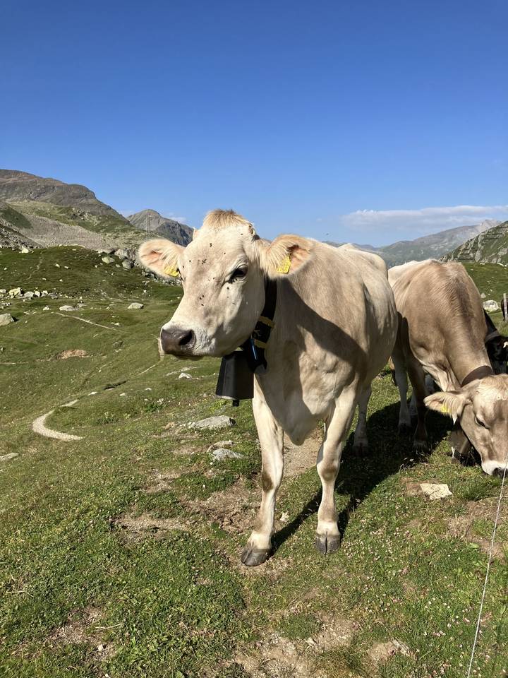 Vache debout dans un champ herbeux avec des montagnes en arrière-plan.