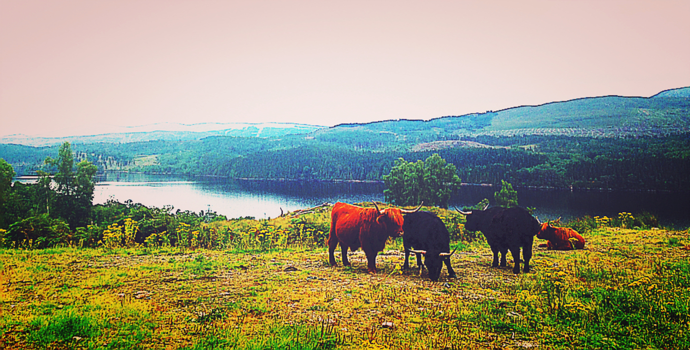 Highland cattle grazing on a grassy hill by a loch.