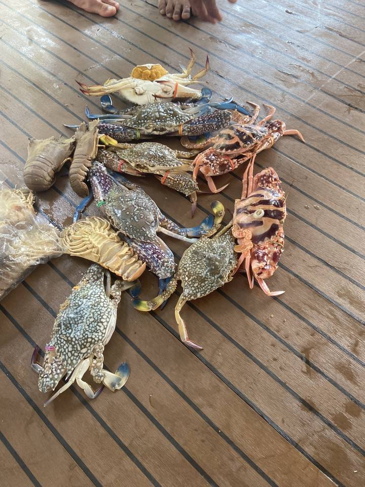 Assortiment de crabes colorés sur une terrasse en bois