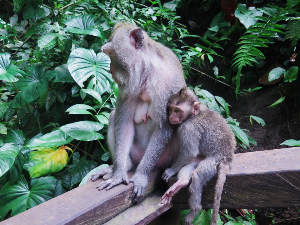 Two monkeys sitting on a wooden railing in the forest.