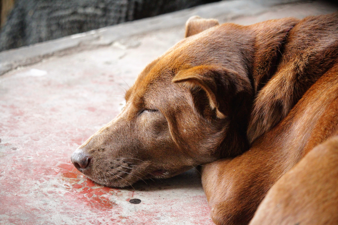 Brown dog sleeping on the floor.