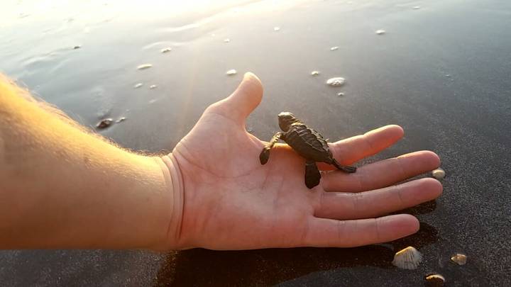Close-up of a small turtle on a hand near the beach.