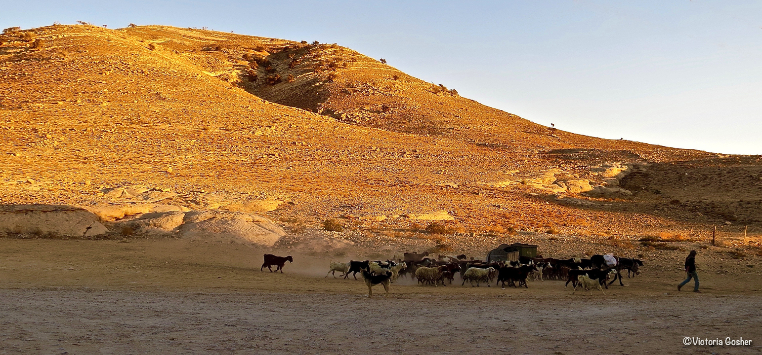Herd of animals walking in a vast desert during sunset.