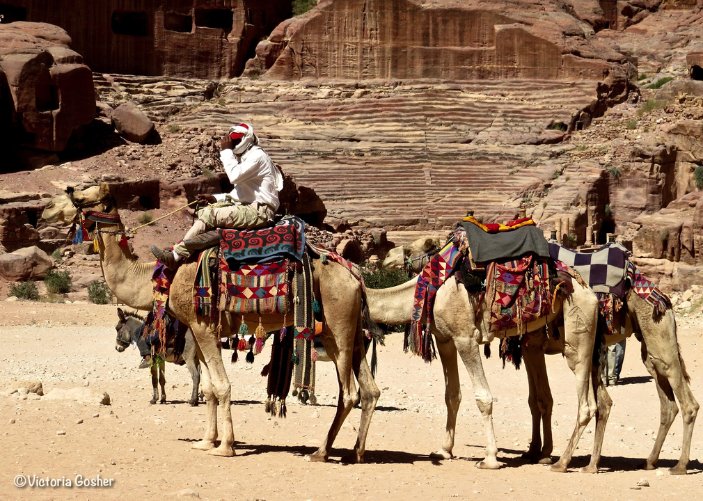 Camels with decorative saddles resting under bright sun.