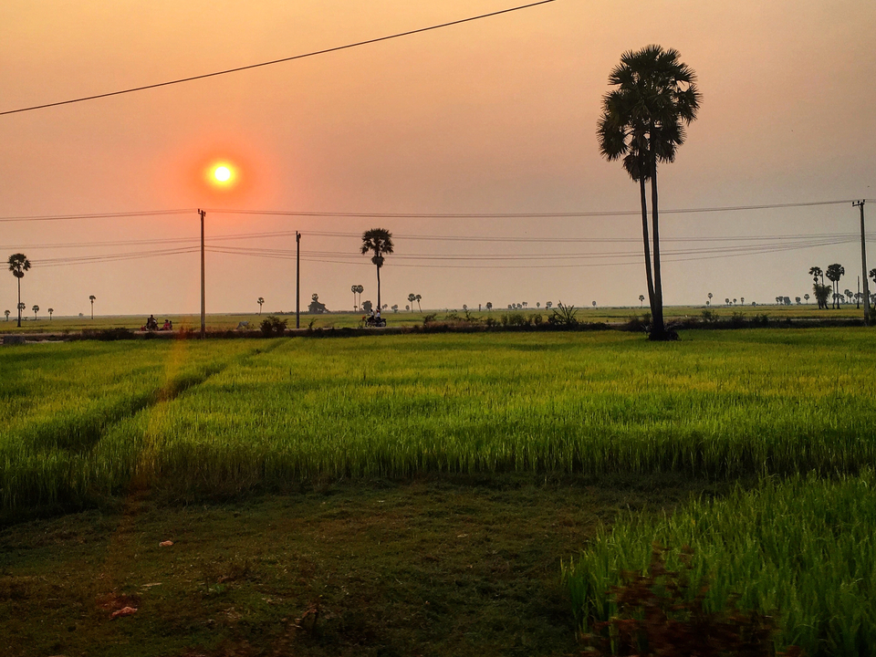 Green fields with a sun setting in the background
