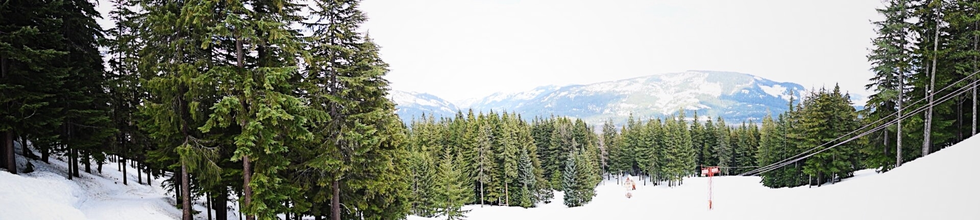 Snowy mountain landscape with dense evergreen forest