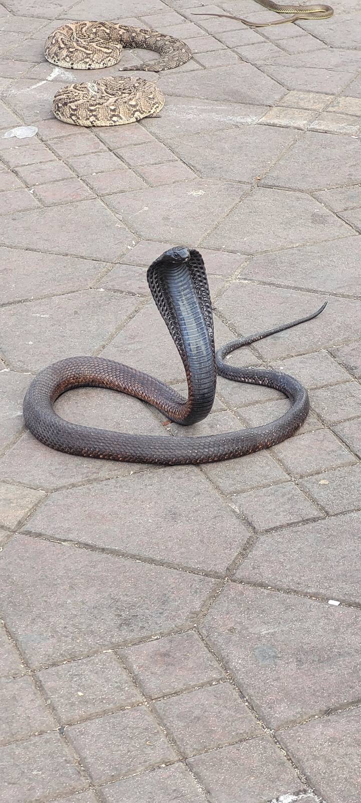 Cobra snake on tiled pavement.