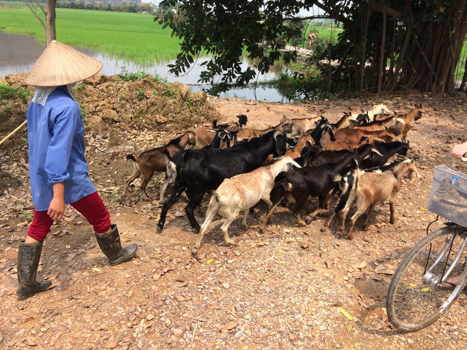 Person herding goats along a rural path.