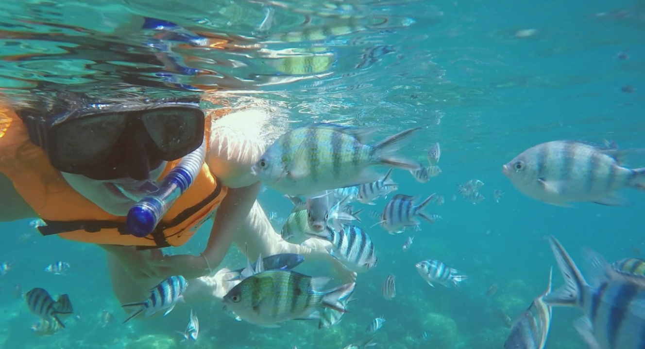 Underwater view of a person snorkeling with fish.
