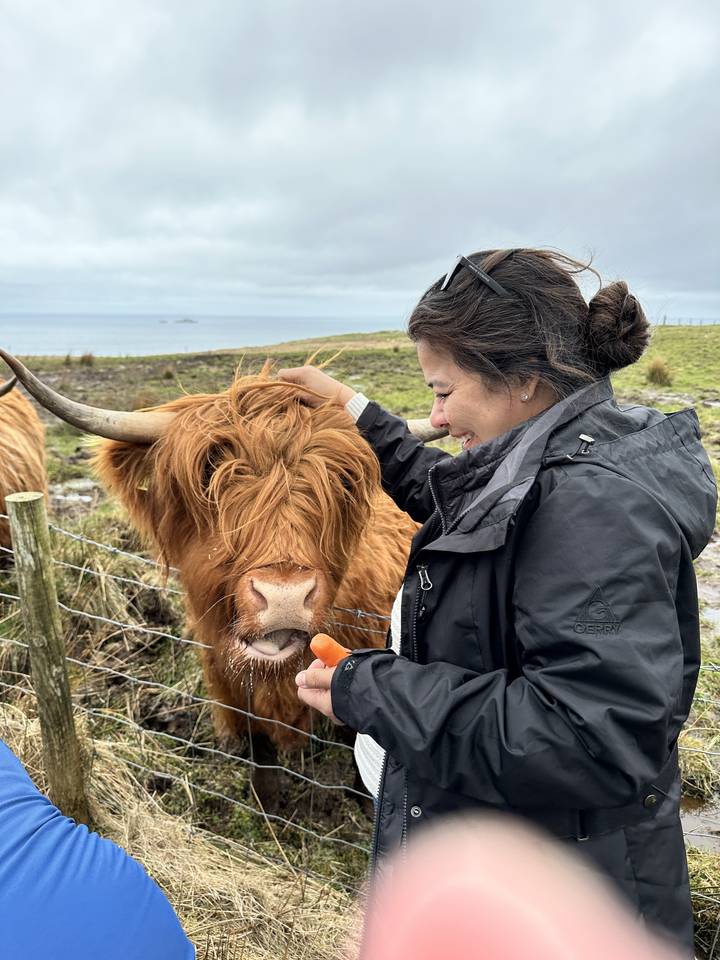 Person interacting with a highland cow through a fence.