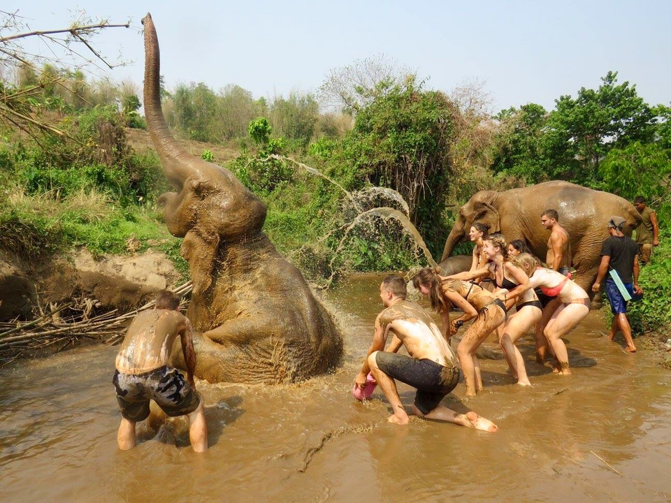People interacting with elephants in a muddy area.