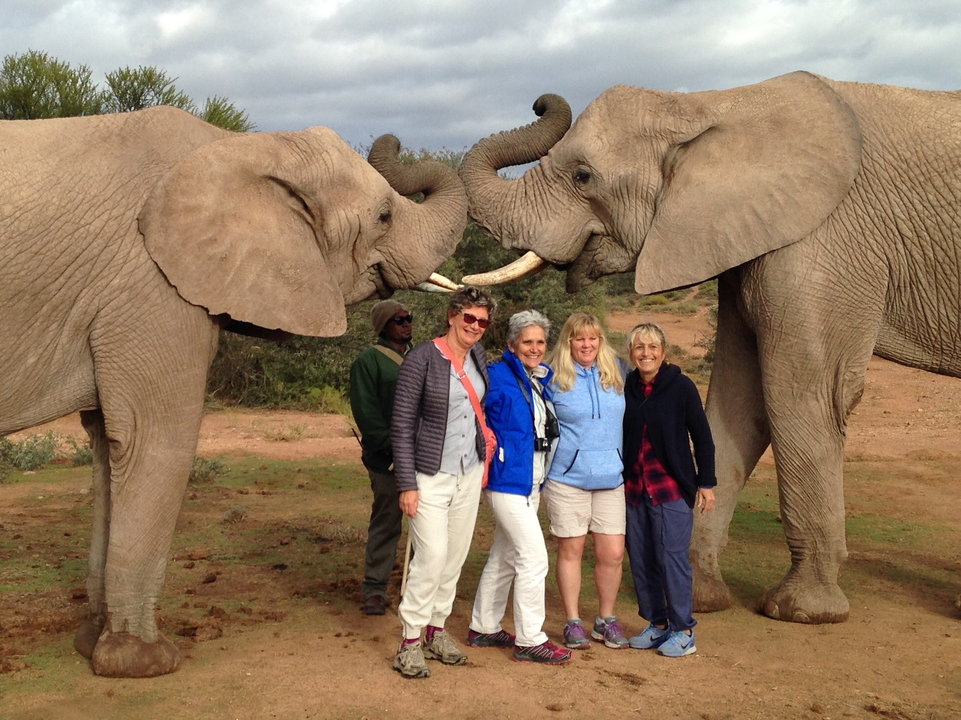 Group of people posing in front of two elephants standing face to face.