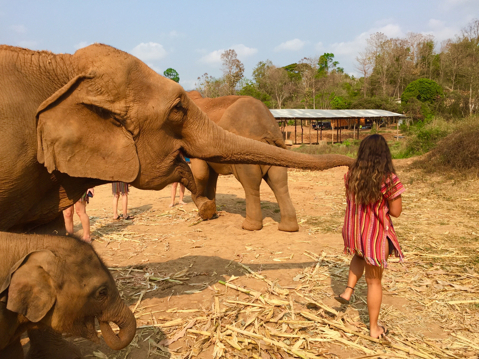 Elephants and people interacting in a field.
