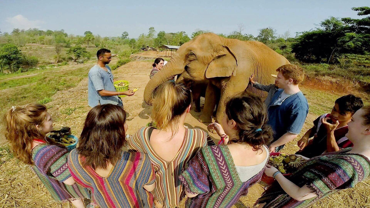 Group of tourists with an elephant in a natural setting.