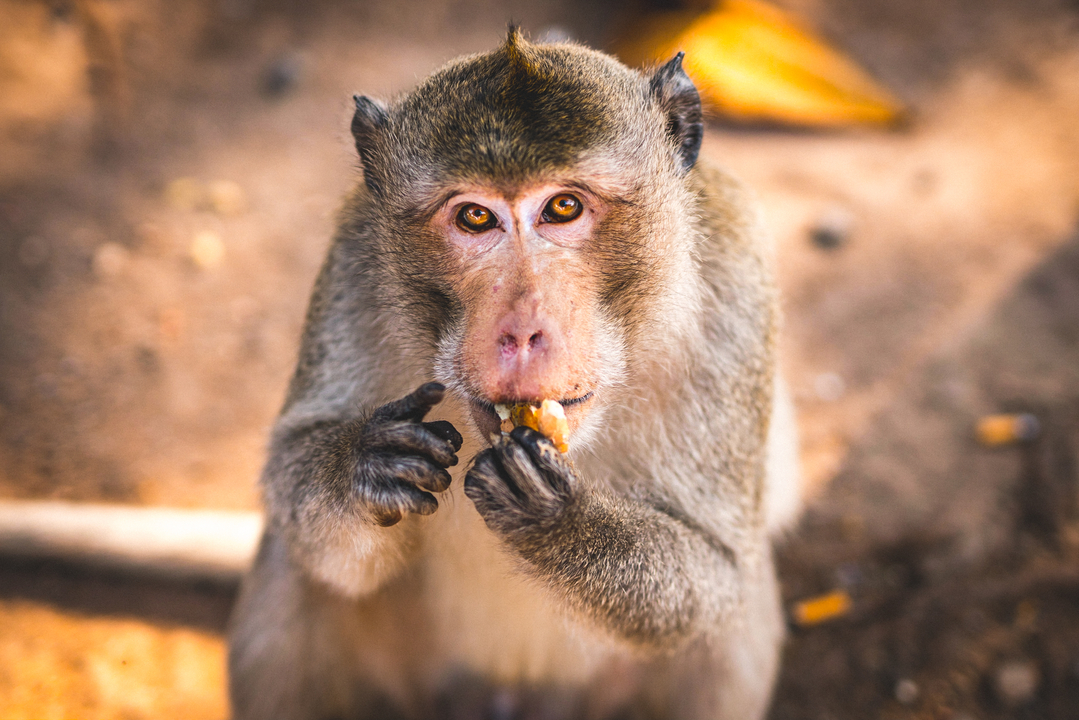 Monkey eating food with a curious look.