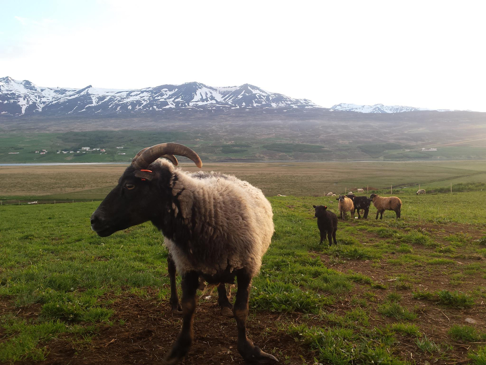 Sheep grazing on a green meadow with snow-capped mountains in the background.
