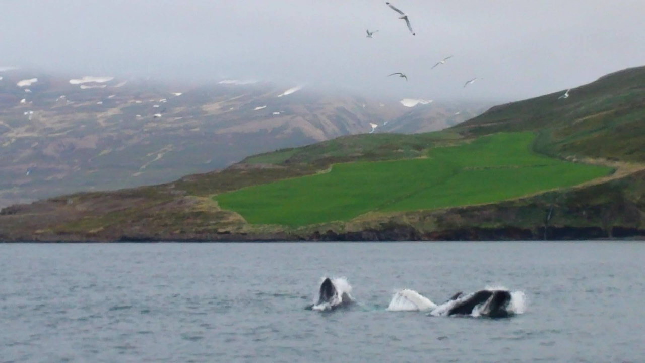 Whales breaching the water with birds flying above and mountains in the background.