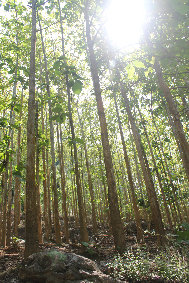 Sunlight filtering through a dense forest of straight tall trees.