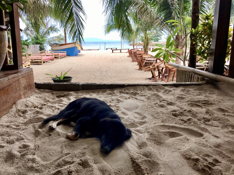 Sandy beach scene with a dog resting under a palm tree.