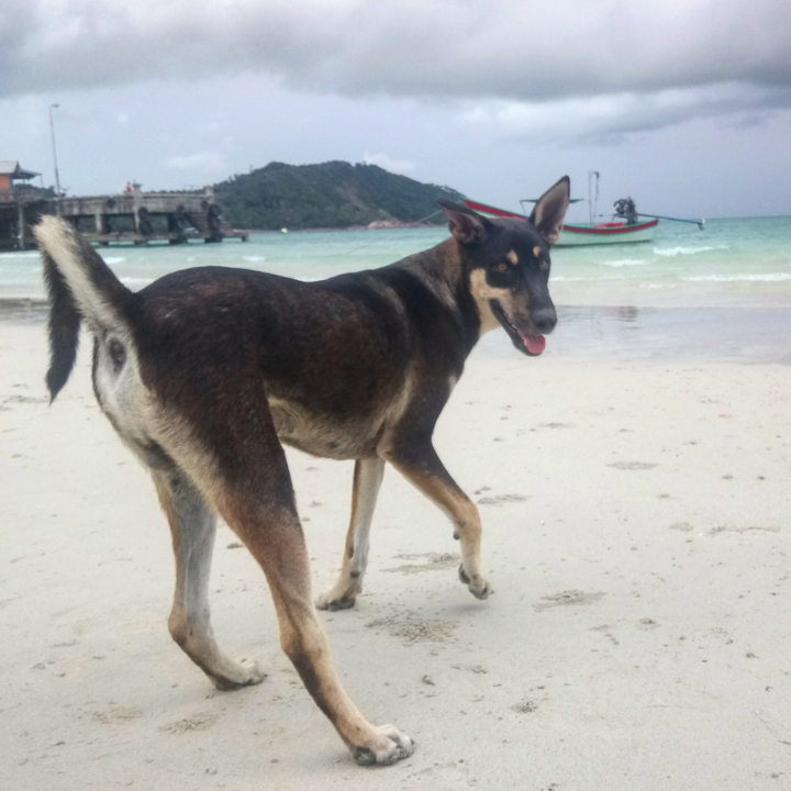 A dog on a sandy beach looking playfully towards the camera.