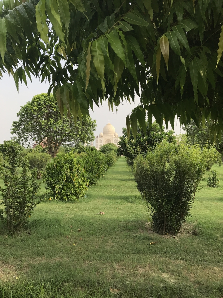 Taj Mahal encadré par des arbres dans un jardin luxuriant.