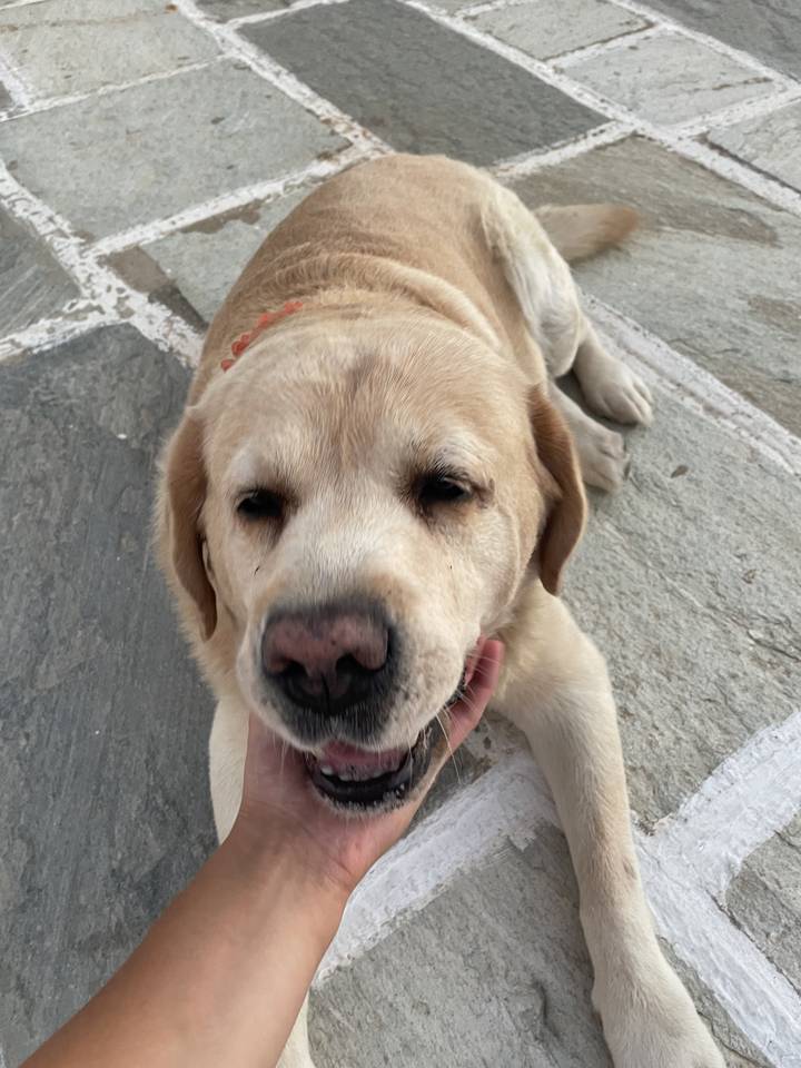 Labrador posing for a photo